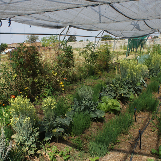 Urban Farming In Soweto
