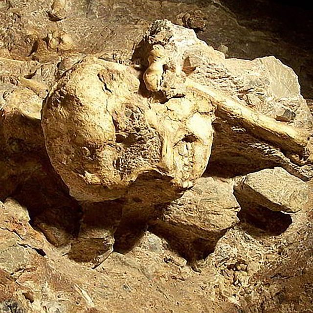 Little Foot Hominid