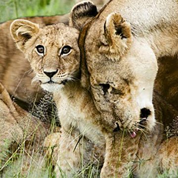 Lion