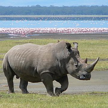 White Rhino