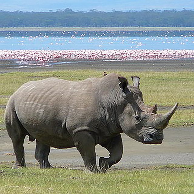 White Rhino