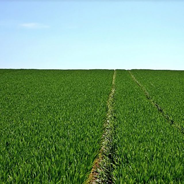 Agriculture Grass