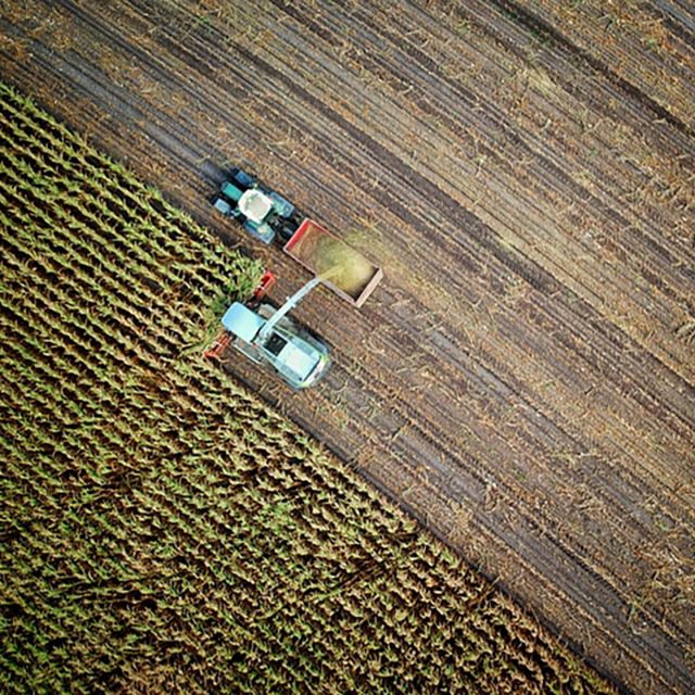 crops