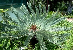 Encephalartos Eugène Maraisii