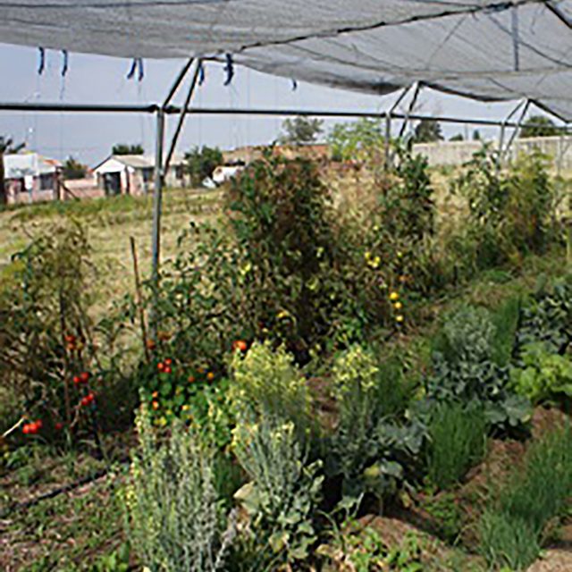 Sustainable Food System