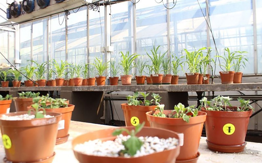 Greenhouses (2)