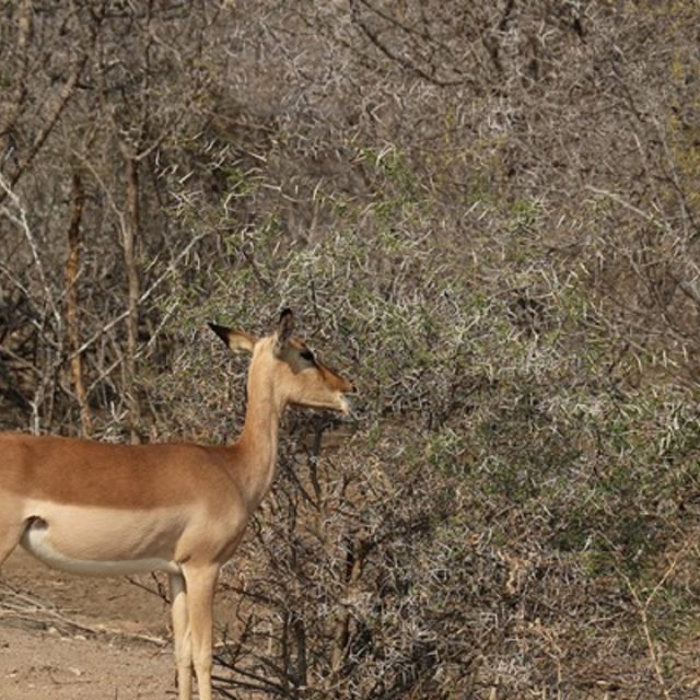 Mammals, Spiny Plants And The Savanna Story