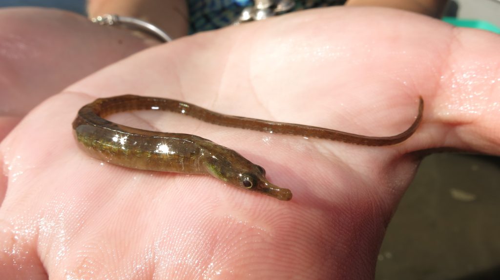 Pipefishfrontal