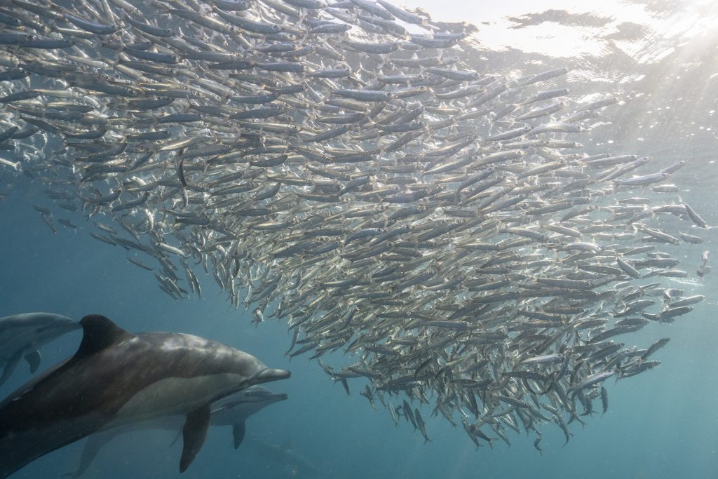 Sardine Run 3