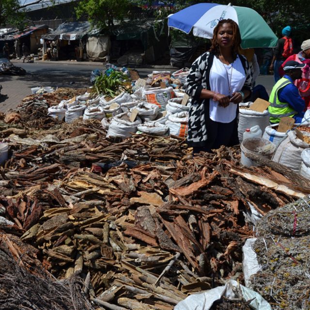 Study Exposes Illegal Trade Of Cycad Species At Traditional Medicine Markets
