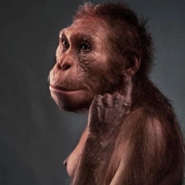 Australopithecus Sediba