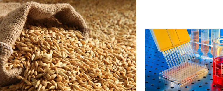 Image 11 – Rapid Screening Of Barley